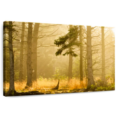 Alvord Maine Pine Forest