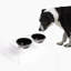 Medium Clear Double Pet Feeder with Color Bowls-197271276