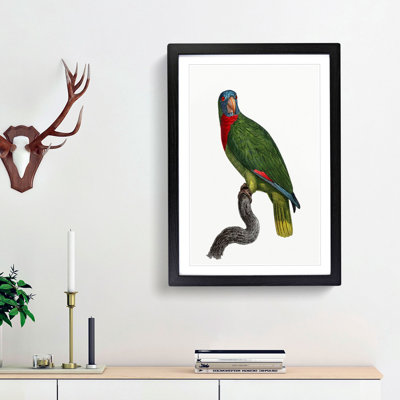 Red-Necked Amazon Parrot by F. Levaillant - Picture Frame Painting Print