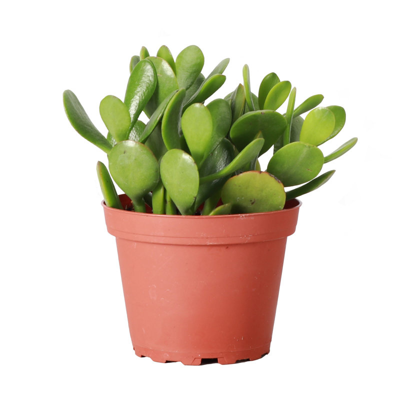 Live Jade Plant