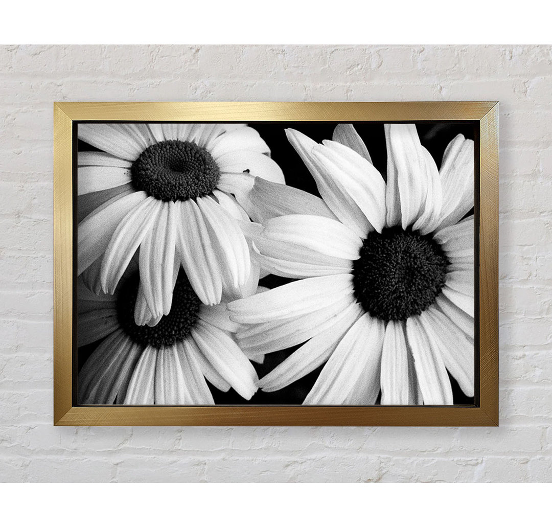 Daisy Petal Beauty B N W - Einzelner Bilderrahmen Kunstdrucke