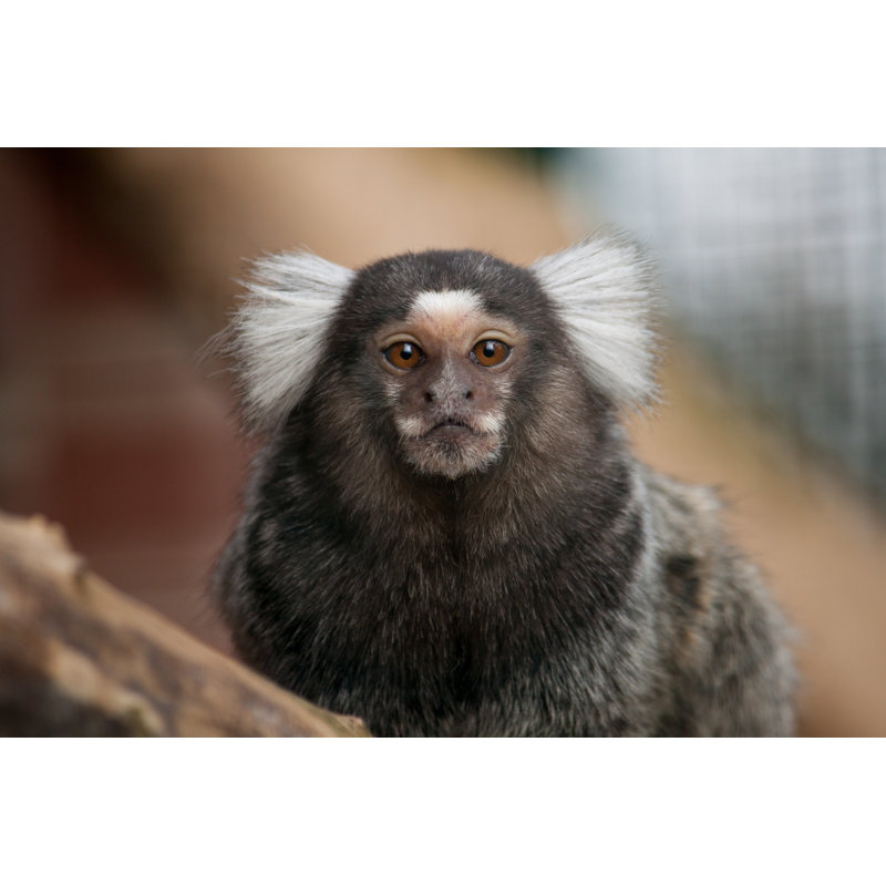 Common Marmoset - Photographie sur toile tendue, L 30 po x H 20 po