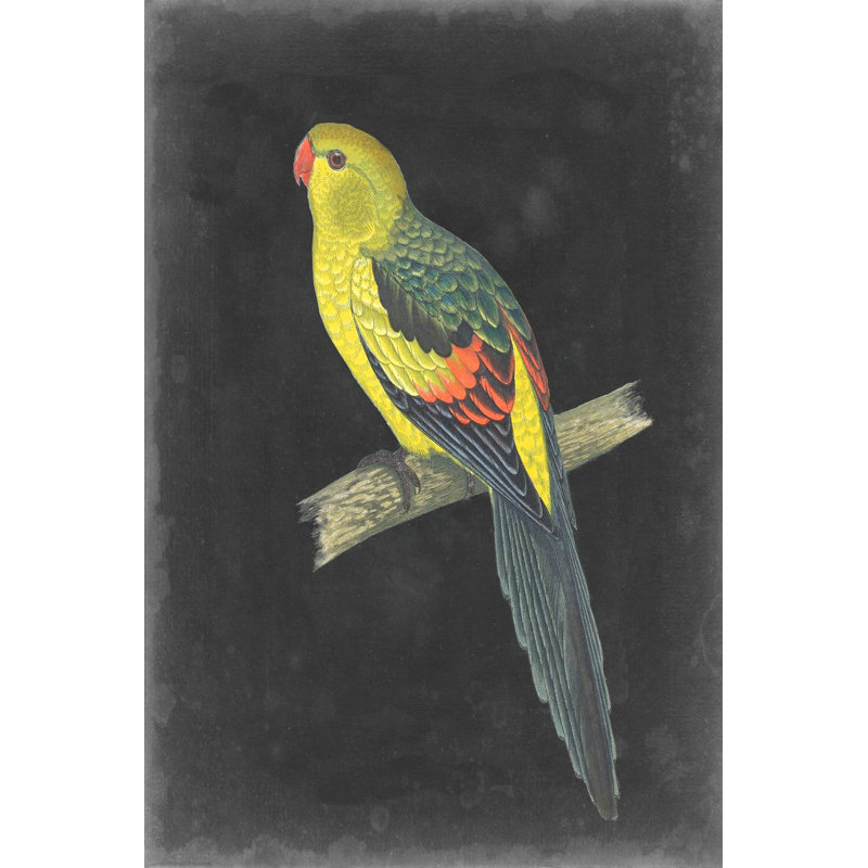 " Dramatic Parrots VI " by Vision Studio Painting Print, 36" H x 24" W x 1.25" D