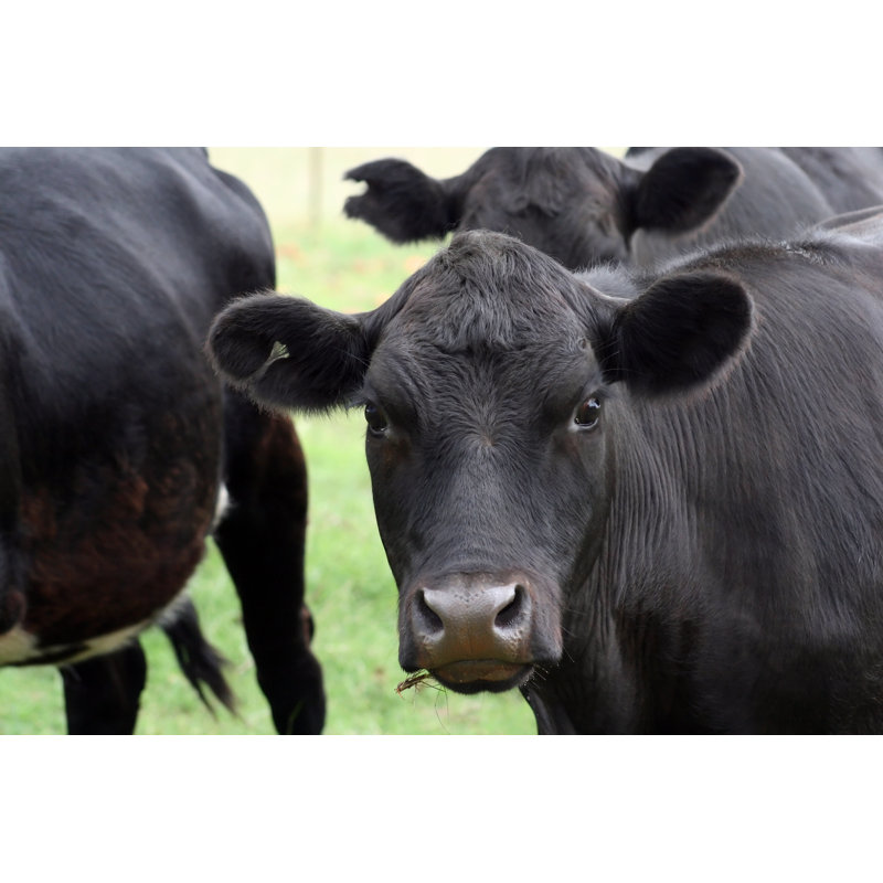 Contemplative Cow - Photographie sur toile tendue, L 48 po x H 32 po
