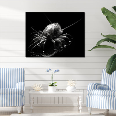 Black And White Monochrome Mantis Shrimp On Canvas Print -  Highland Dunes, 5809EBF29F124E55A58E1C11E63820EA