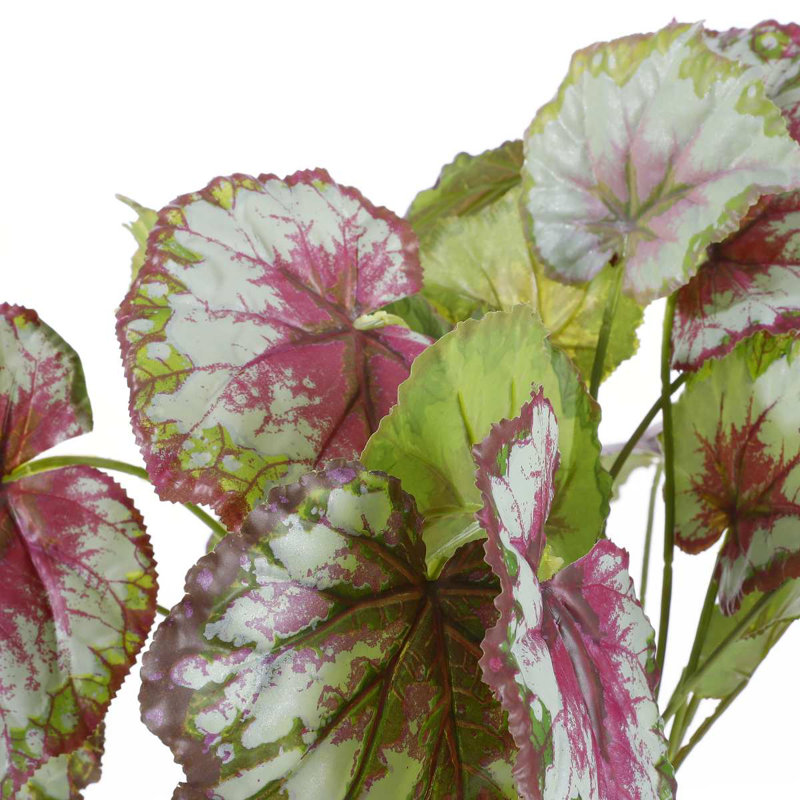 Begonia 40cm Plant
