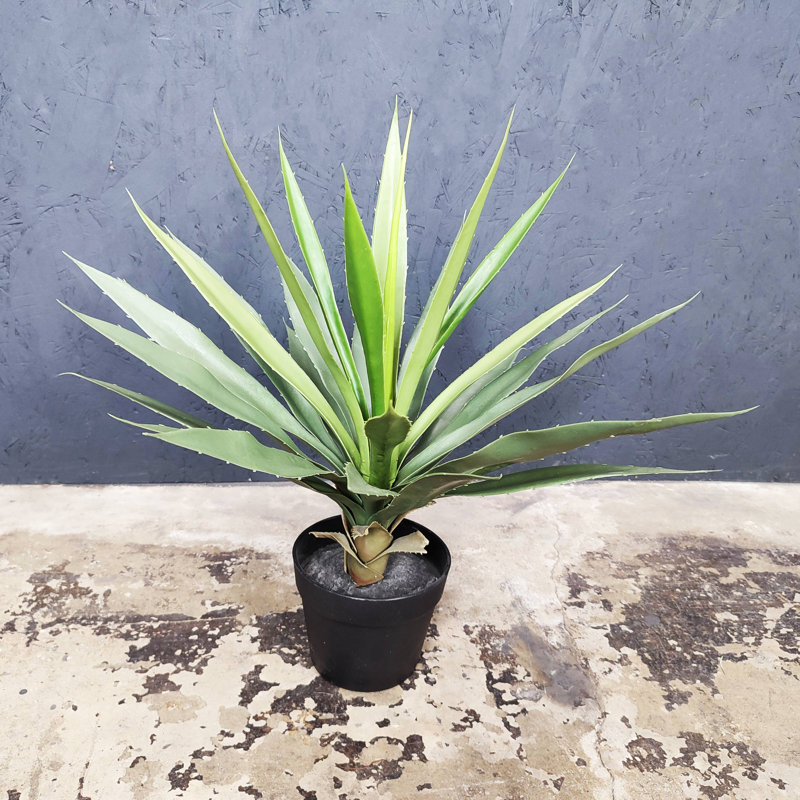 Agave artificielle Sansevieria