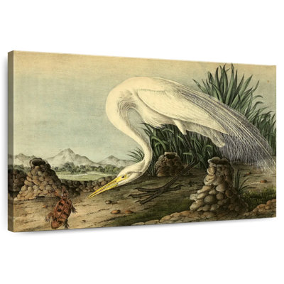 Bramon héron blanc d'oiseaux d'Amérique