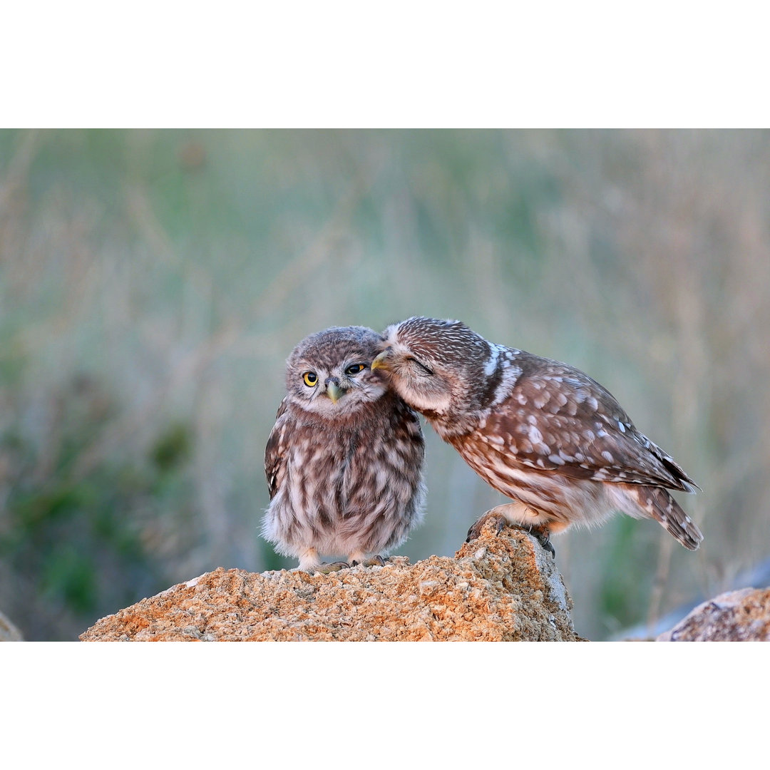 Leinwandbild Der Steinkauz (Athene Noctua) mit seinem Küken auf einem Stein stehend