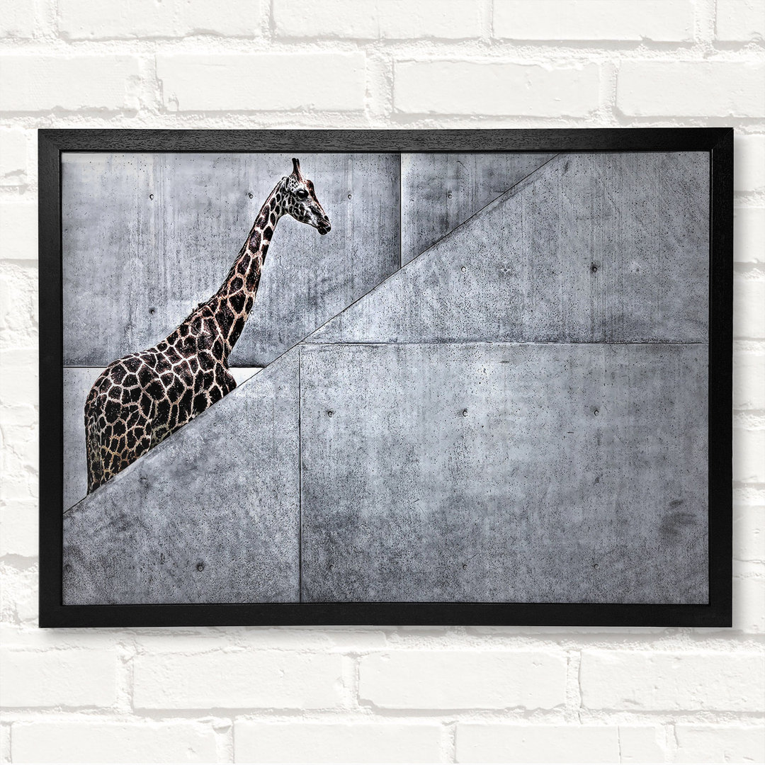 Giraffe klettert die Treppe Gerahmter Druck