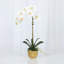 Silk Orchid Plant In White Vase-1870534633-1870534634