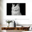 Chat blanc ravi-107947795