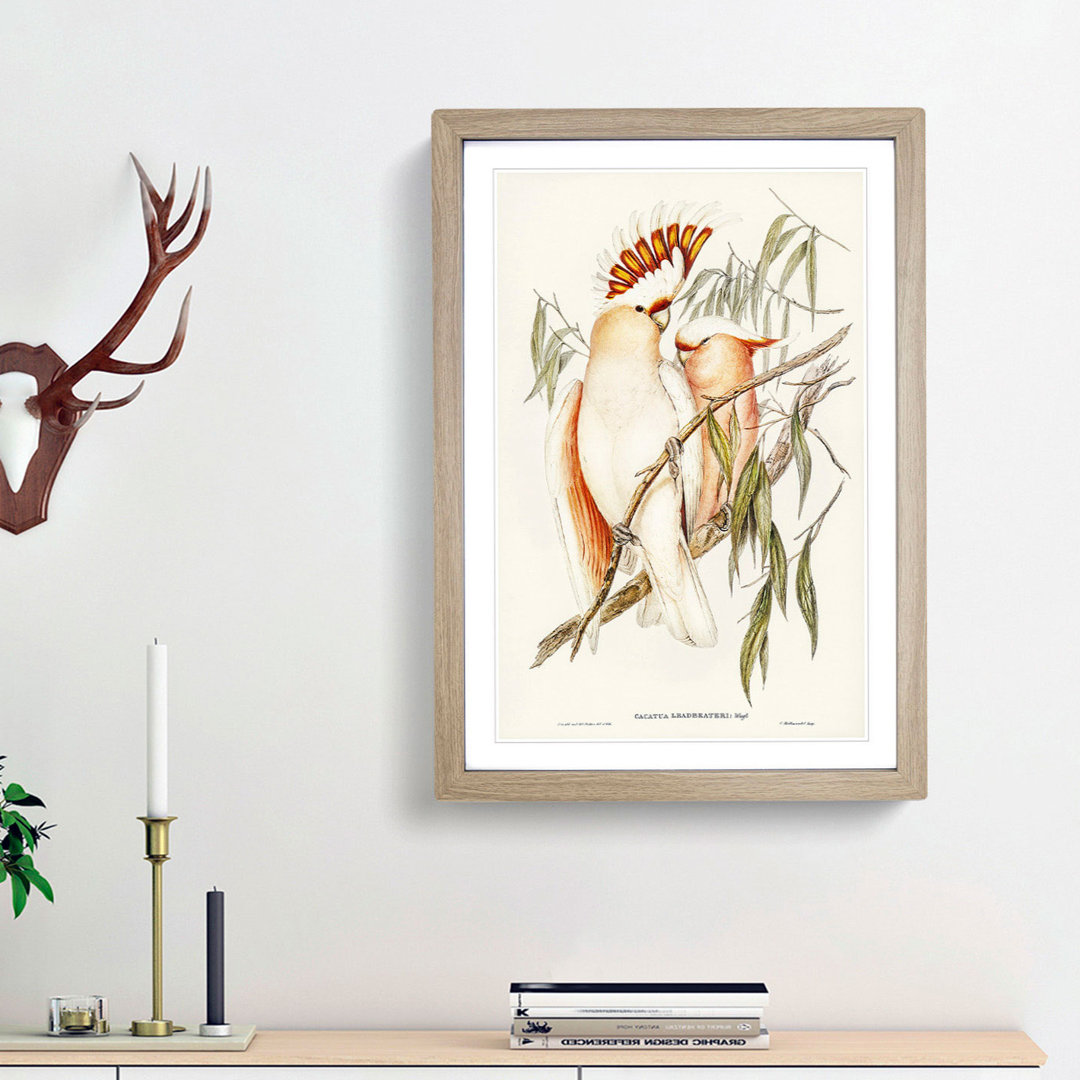 Leadbeater's Cockatoos by Elizabeth Gould - Picture Frame Painting Print