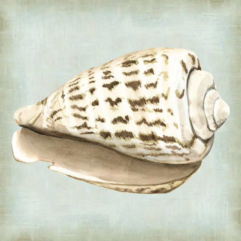 Sea Dream Shells II by Vision Studio - Wrapped Canvas Painting, 30cm H x 30cm W