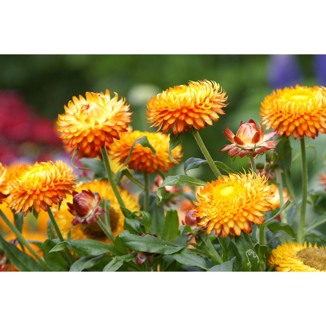 Orangefarbene Strohblumen von Schnuddel - Druck