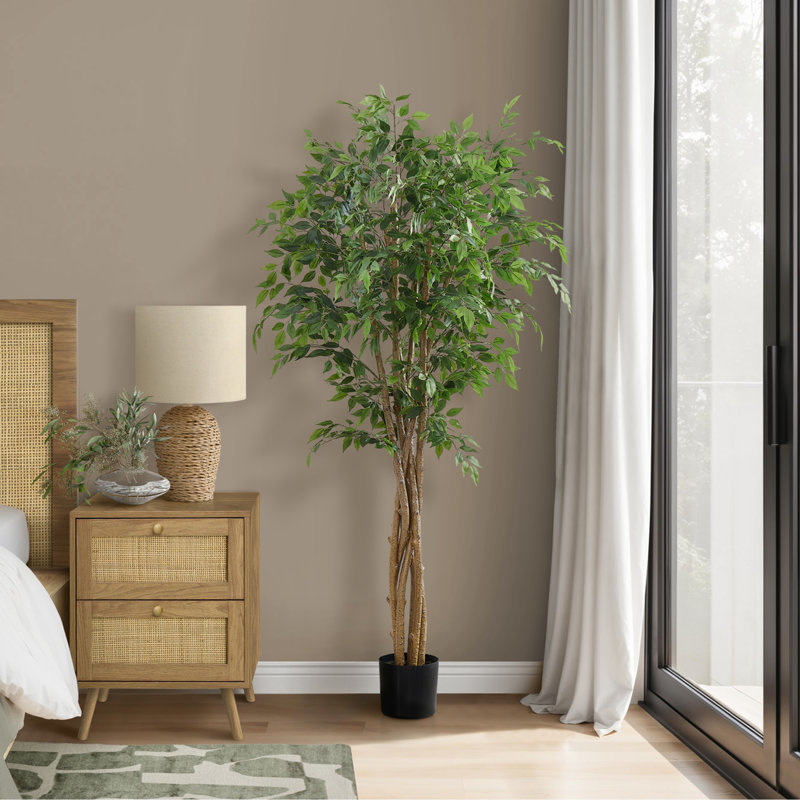 Ficus Tree, Floor, Real Touch, Potted
