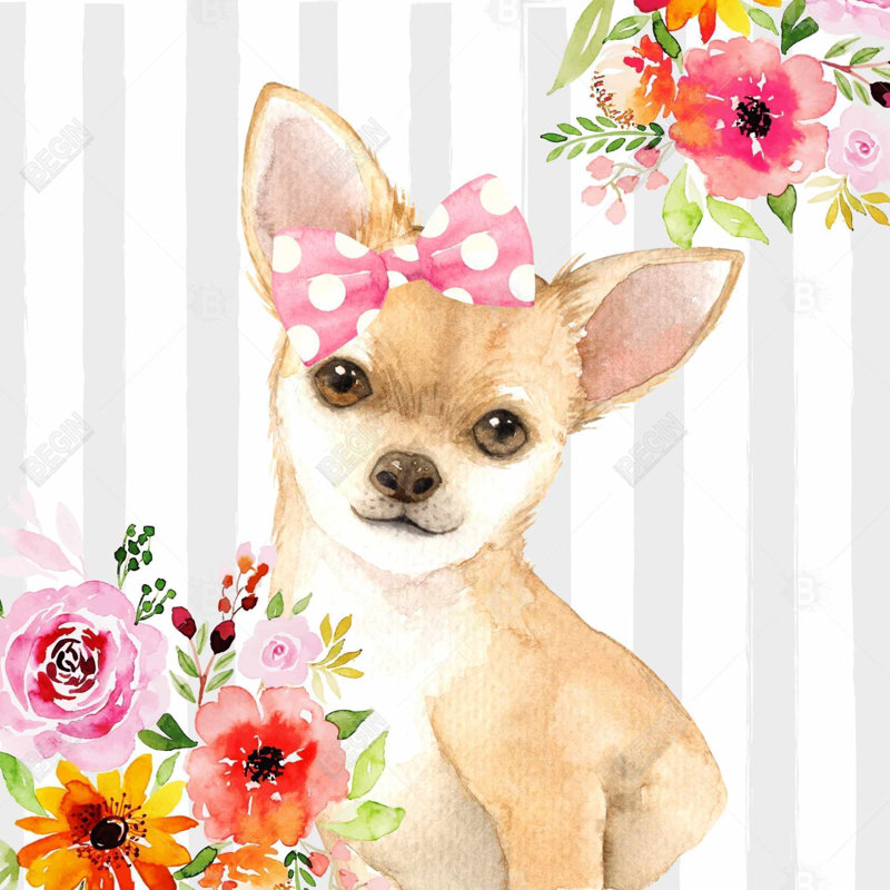 «Chihuahua Dog»