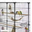 Cage à vol avec roulettes oiseau Cottle