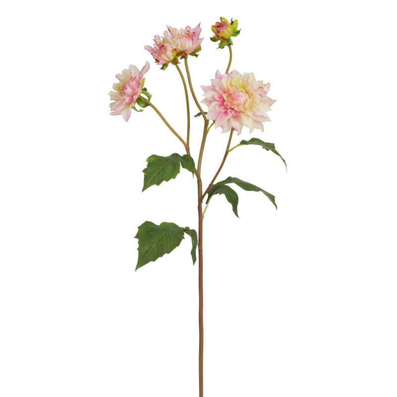 DAHLIA STEM