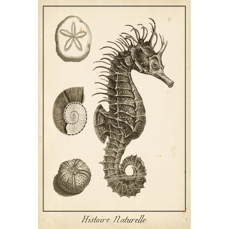 Seahorse Study I - Wrapped Canvas Print, 46cm H x 30cm W x 3.8cm D