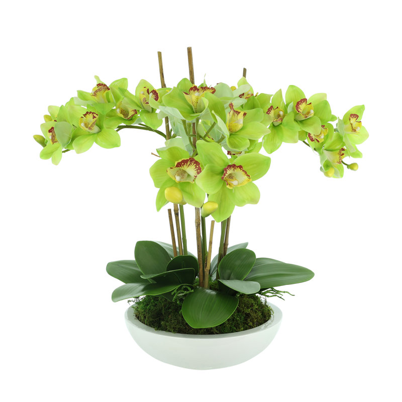 Orchidées disposées en pot de fibres, Vert