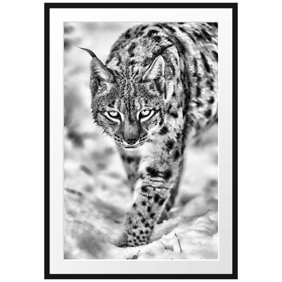 Gerahmtes Poster Wachsamer Luchs im Schnee