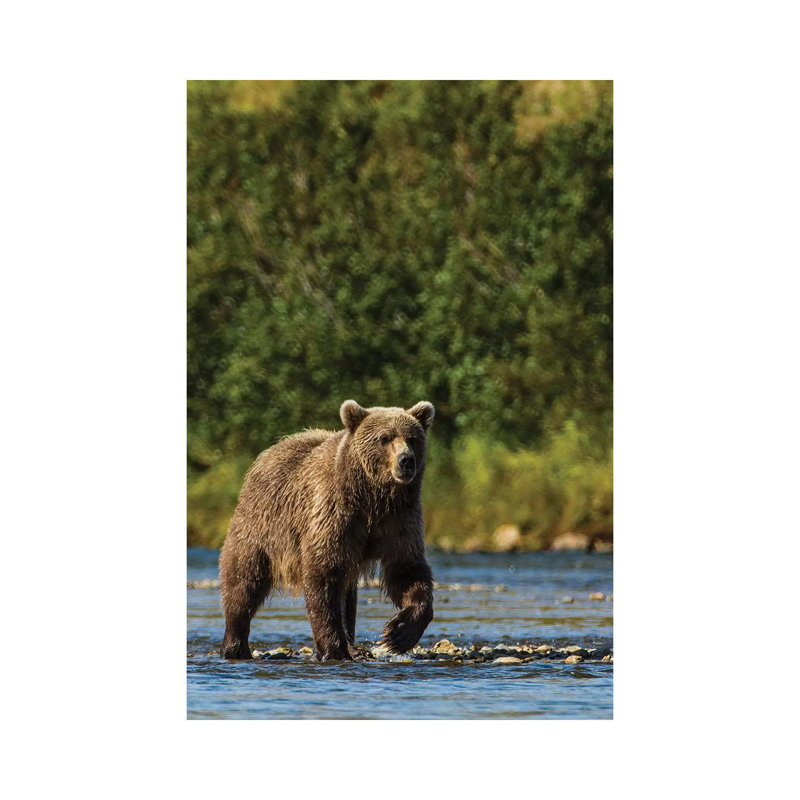 Grizzly Or Brown Bear (Ursus Arctos), Moraine Creek (River), Katmai NP And Reserve, Alaska by Michael DeFreitas - Wrapped Canvas Print