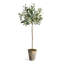 Conservatory Faux Olive Tree Tree in Ceramic Pot-676665614