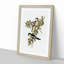 Northern Cuckooshrike by Elizabeth Gould - Framed Print-55577078-55577076