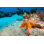 Choriaster granulé Sea Star par Ifish