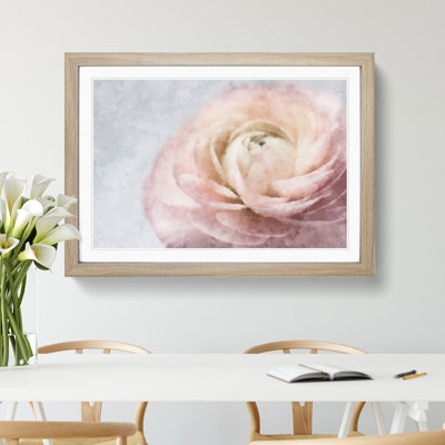 Pink Ranunculus Flower - Picture Frame Graphic Art Print
