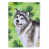 Malamute d’Alaska gris sélectionné