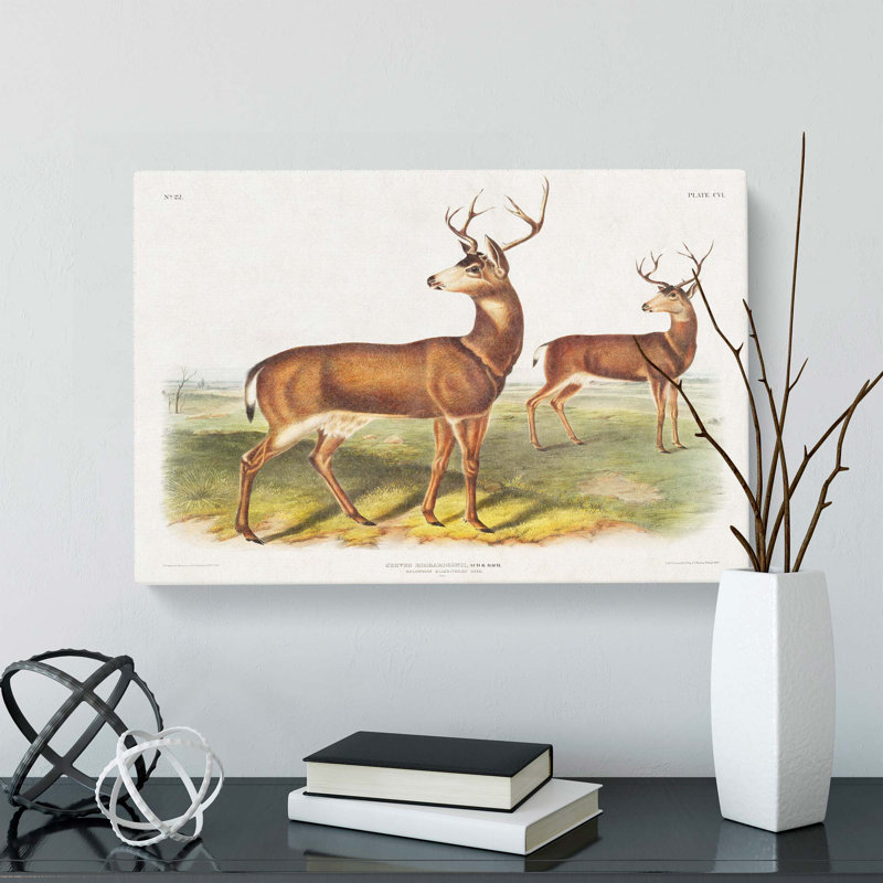 Columbian Black-Tailed Deer by J.W. Audubon - Wrapped Canvas, 35cm H x 50cm W x 3cm D
