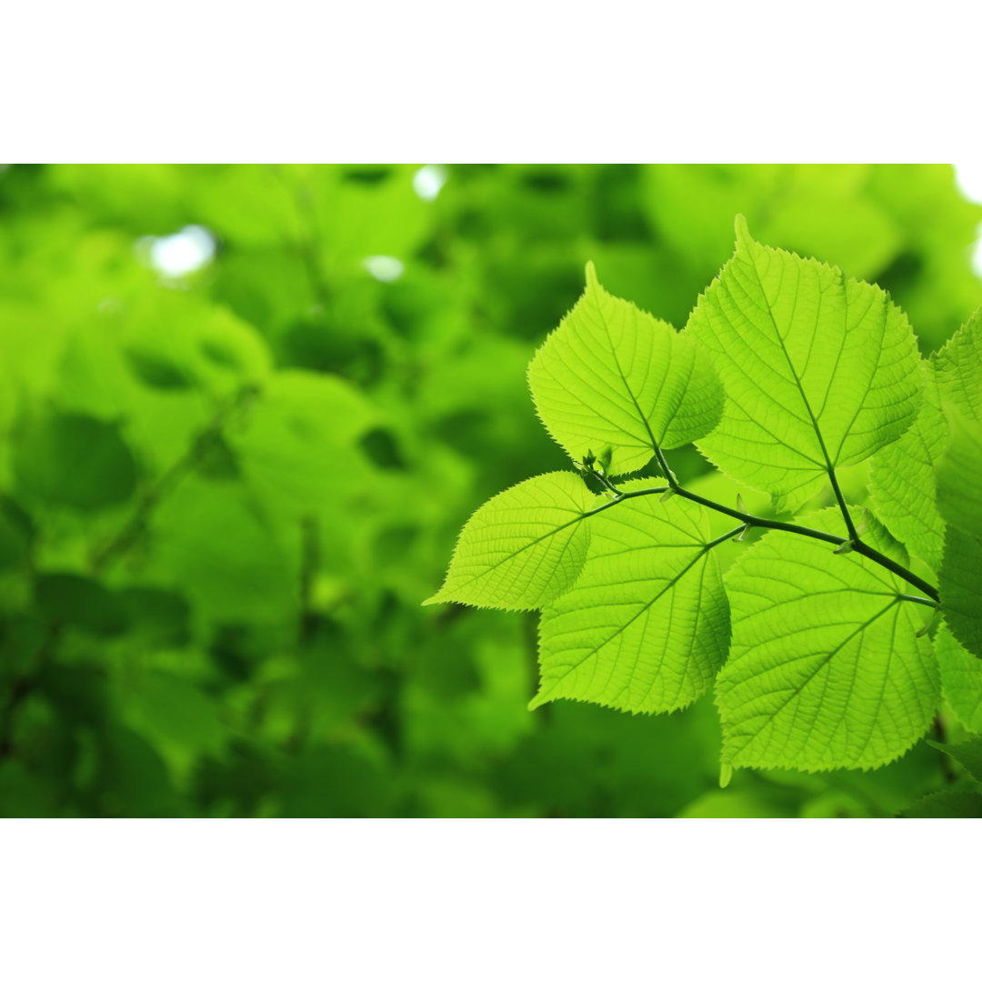 Fresh Leaves von Macroworld - Kunstdrucke auf Leinwand ohne Rahmen