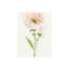 Pivoine romantique Glam