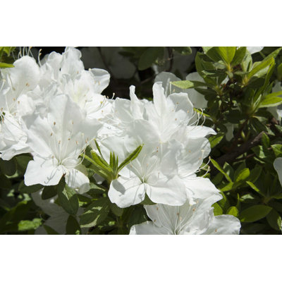 " White Azalea "