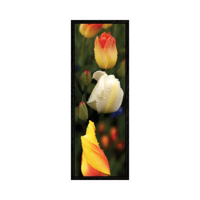 Close-Up Of Tulip Flowers Glowing by Panoramic Images - Panoramic Gallery-Wrapped Canvas Giclée on Canvas