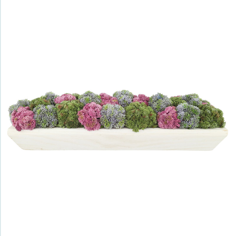 Sedum and Moss Arranged in Wood Planter, Purple/Red/Green