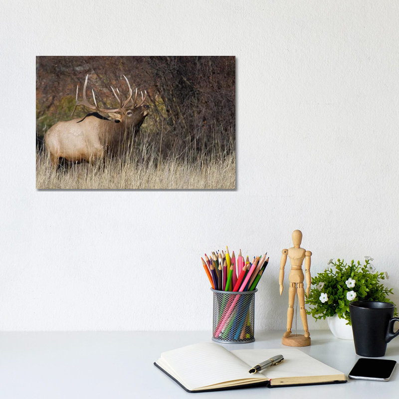 Rocky Mountain Bull Elk by Ken Archer - Wrapped Canvas Gallery-Wrapped Canvas Giclée, 20.32 cm H x 30.48 cm W
