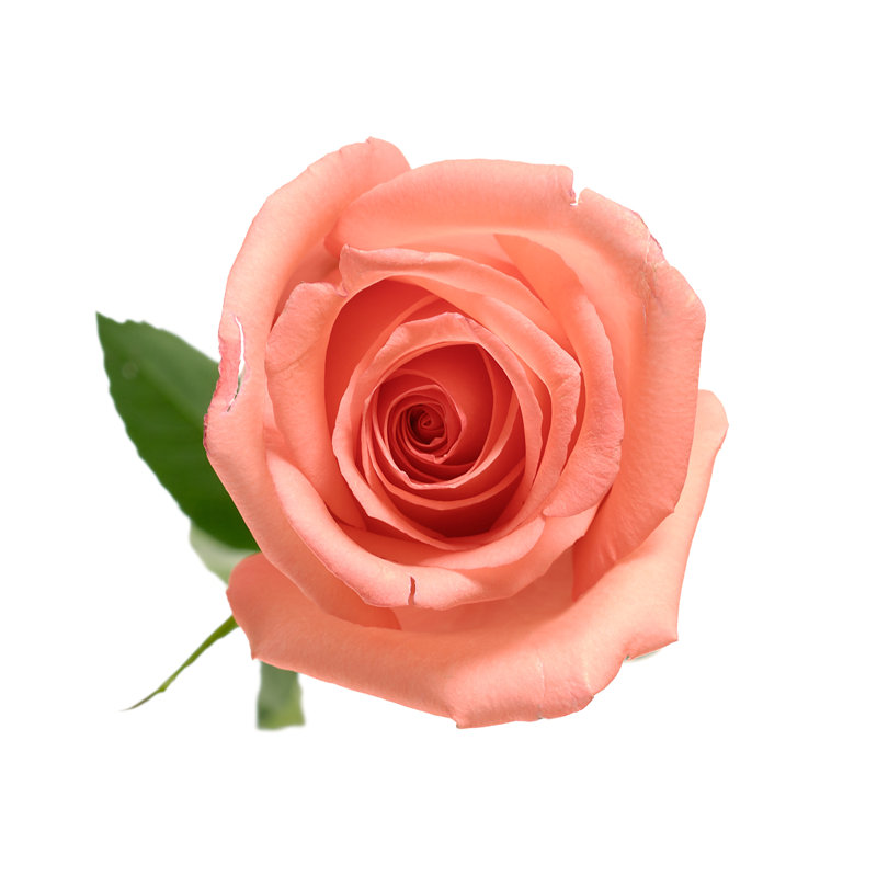 Rose Petal Isolated - Wrapped Canvas Print, 30cm H x 30cm W x 3.8cm D