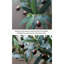 Plante en pot d'olivier artificiel moderne et minimaliste-355061355