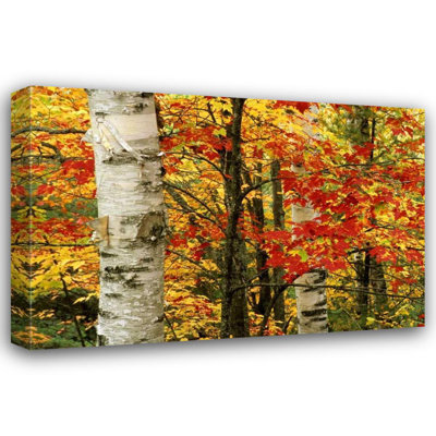 Millwood Pines Carlson, Mark Gallery Wrapped Canvas Art: MI, White paper birch tree trunks amid red maple