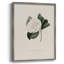 Impression florale vintage encadrée CL XXII - bois massif-331230225