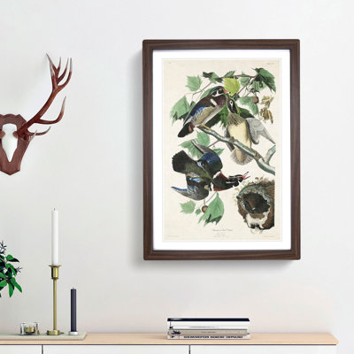 Wood Ducks by John James Audubon - Picture Frame Painting Print