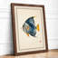 Blue Fish with Gold Japandi - Framed Print-548419434-548419430