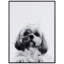 «Shih-Tzu» encadré sur verre par Jodi P., impression