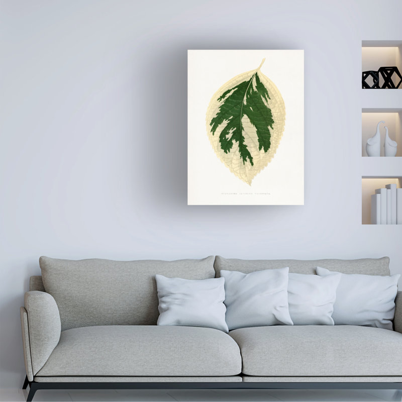 Art sur toile, "Les Plantes A Hydrangea Japonica Variegata", H 32 po x l 24 po