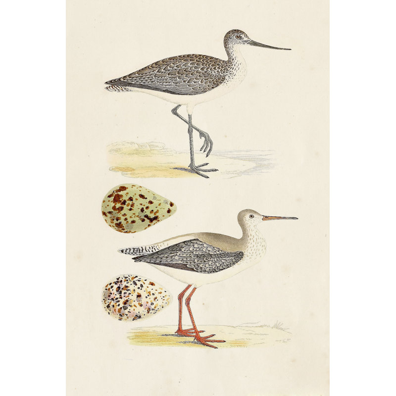 Sandpipers and Eggs I by Morris - Graphic Art Print, Wrapped Canvas, 30cm H x 20cm W