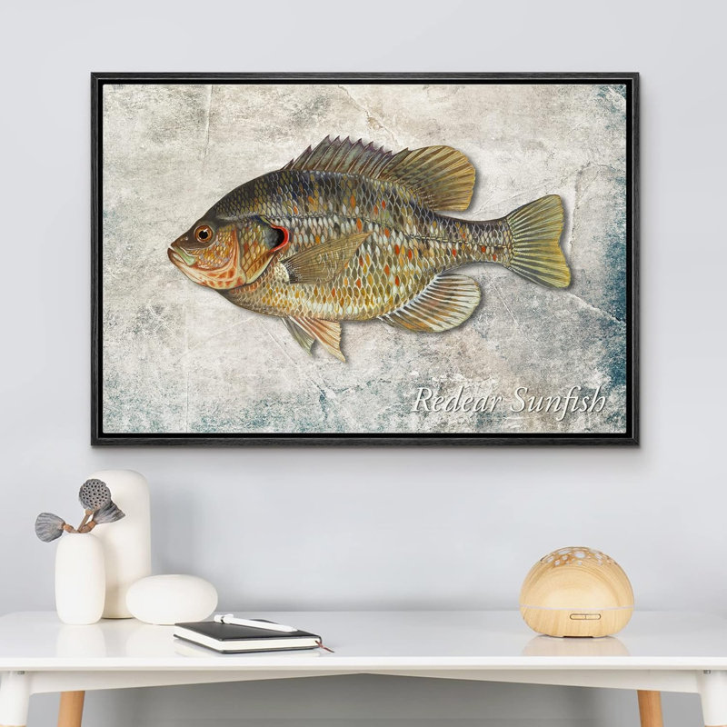 Fish " Redear Sunfish On Granite Background Marine Life Animals Realism Nautical Ultra ", Black Floater Frame
