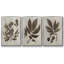 Arbor Speciment IV - ensemble de 3 reproductions de photos sur toile-97757444-97757451